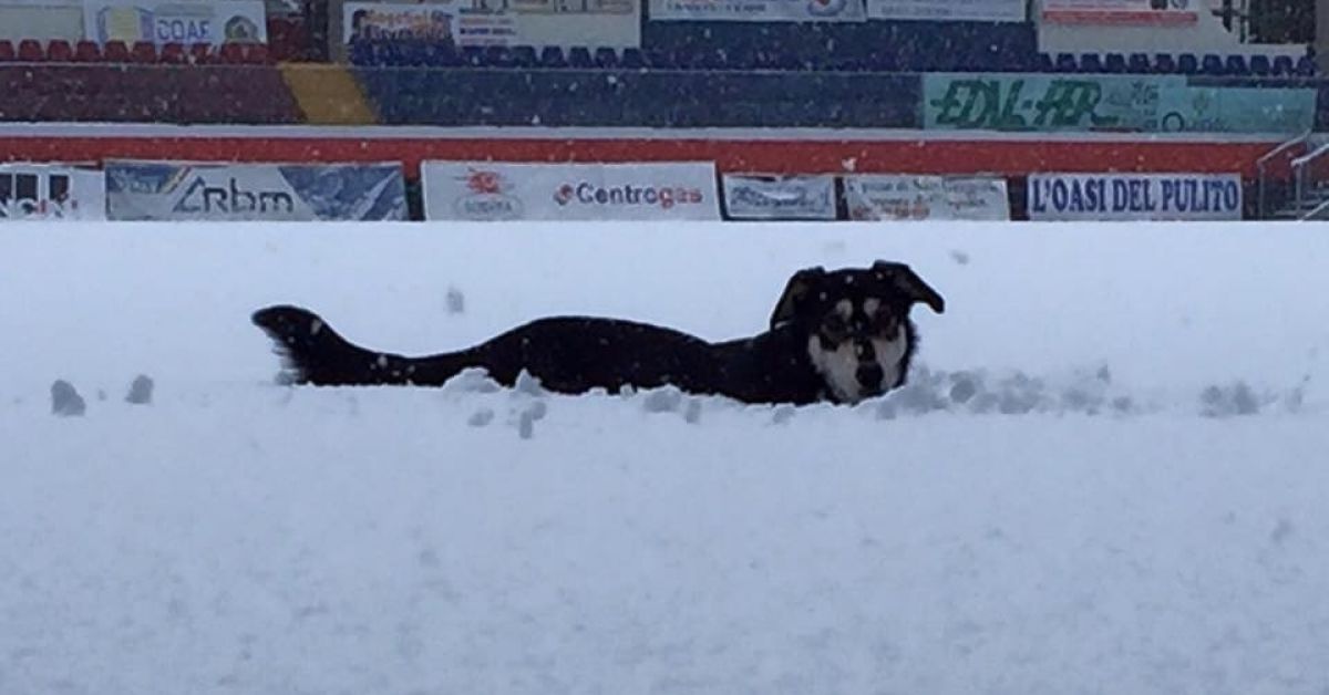 Aquila tra la neve al Gran Sasso, foto postata da Morgia sul suo profilo